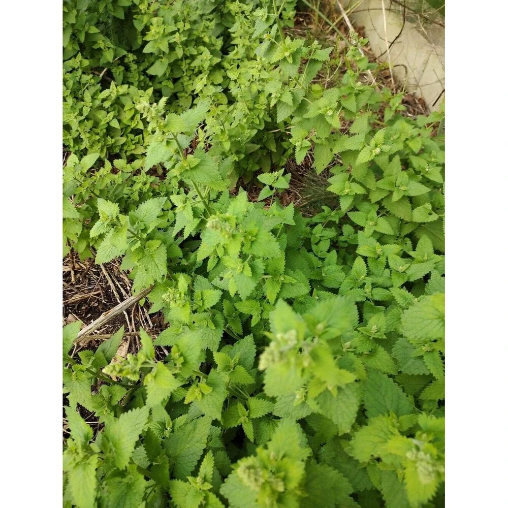 Organic Mature Homegrown Catnip